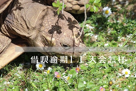 借呗逾期11天会怎样 借呗逾期11天会怎样