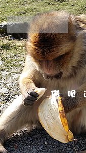 借呗逾期12个月有额度吗 借呗逾期12个月有额度吗