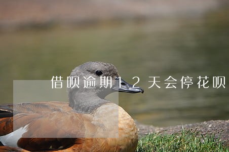 借呗逾期12天会停花呗吗 借呗逾期12天会停花呗吗