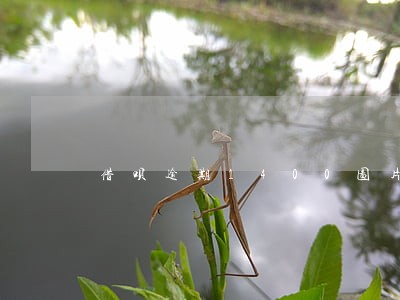 借呗逾期1400图片 借呗逾期1400图片