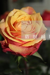借呗逾期14次能不能房贷