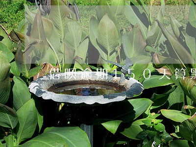 借呗逾期150天算黑户吗