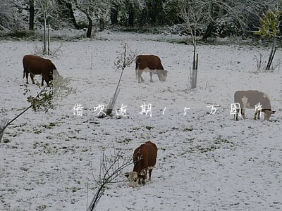 借呗逾期15万图片 借呗逾期15万图片