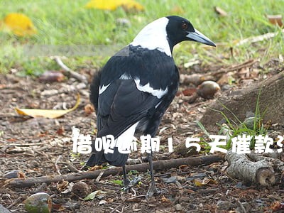 借呗逾期15天催款没钱还怎么办 借呗逾期15天催款没钱还怎么办