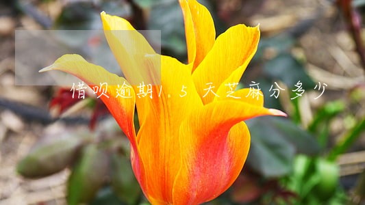 借呗逾期15天芝麻分多少 借呗逾期15天芝麻分多少