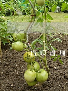 借呗逾期1w图片 借呗逾期1w图片