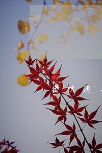 借呗逾期1万本金罚息7500 借呗逾期1万本金罚息7500