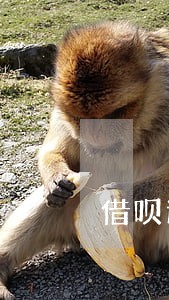 借呗逾期1天对贷款买房 借呗逾期1天对贷款买房