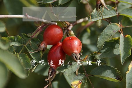 借呗逾期1天短信 借呗逾期1天短信