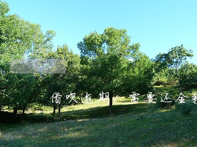 借呗逾期1需要还全款