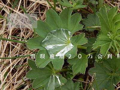 借呗逾期20万会判刑吗 借呗逾期20万会判刑吗