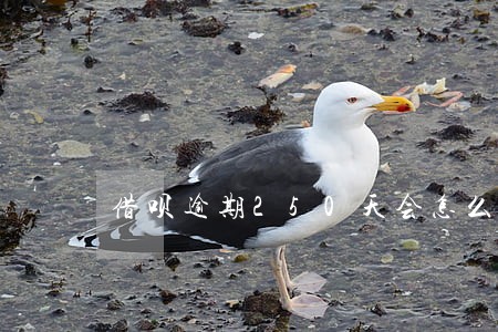 借呗逾期250天会怎么样 借呗逾期250天会怎么样