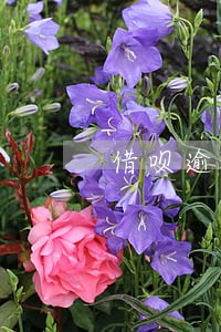 借呗逾期25天会怎么样 借呗逾期25天会怎么样