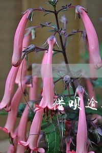 借呗逾期2个月是什么后果 借呗逾期2个月是什么后果