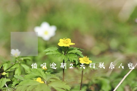 借呗逾期2天打联系人电话吗 借呗逾期2天打联系人电话吗