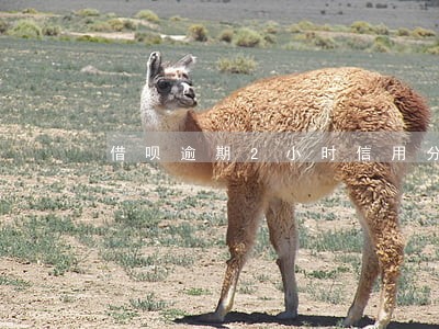 借呗逾期2小时信用分 借呗逾期2小时信用分
