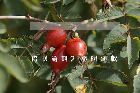 借呗逾期2小时还款 借呗逾期2小时还款