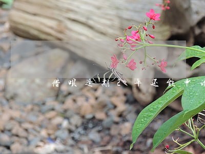 借呗逾期2年还能申请信用卡吗 借呗逾期2年还能申请信用卡吗