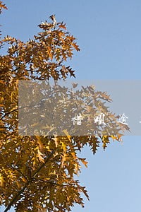 借呗逾期3个月催收严重吗 借呗逾期3个月催收严重吗