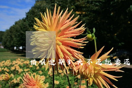 借呗逾期3天不还就要还全款 借呗逾期3天不还就要还全款