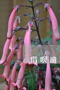 借呗逾期400能考事业单位 借呗逾期400能考事业单位
