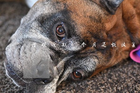 借呗逾期4个月还能恢复吗 借呗逾期4个月还能恢复吗