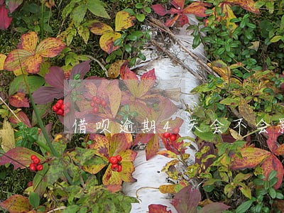 借呗逾期4天会不会影响征信 借呗逾期4天会不会影响征信