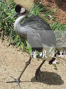 借呗逾期4天会怎样 借呗逾期4天会怎样