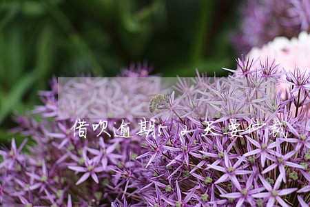 借呗逾期52天要仲裁