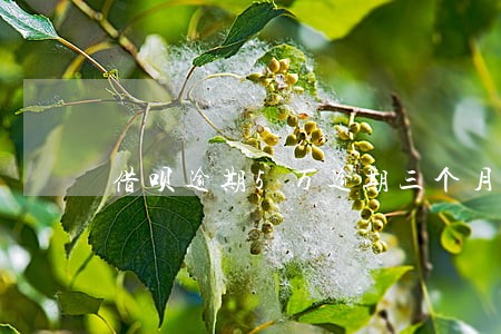 借呗逾期5万逾期三个月 借呗逾期5万逾期三个月