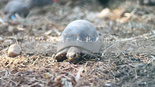 借呗逾期5天就关闭了 借呗逾期5天就关闭了