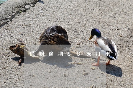 借呗逾期60天打电话