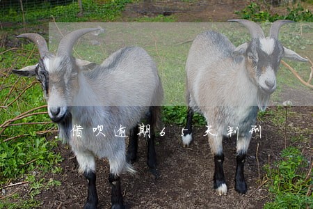 借呗逾期65天判刑 借呗逾期65天判刑