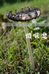 借呗逾期6天后果 借呗逾期6天后果
