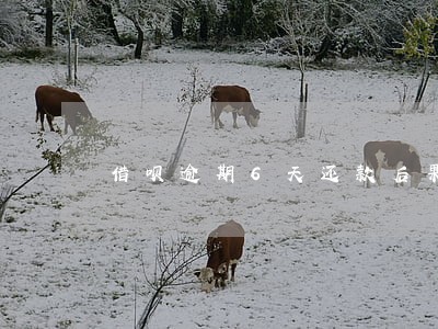 借呗逾期6天还款后果 借呗逾期6天还款后果
