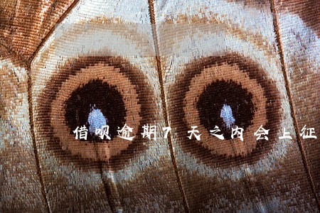 借呗逾期7天之内会上征信吗 借呗逾期7天之内会上征信吗