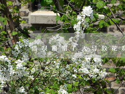 借呗逾期7天导致花呗关闭 借呗逾期7天导致花呗关闭