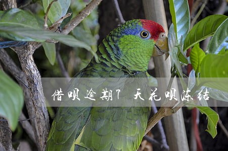 借呗逾期7天花呗冻结 借呗逾期7天花呗冻结
