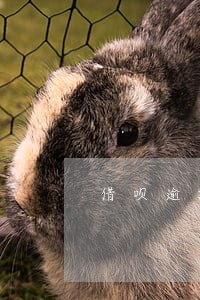 借呗逾期8万怎么协商分期 借呗逾期8万怎么协商分期