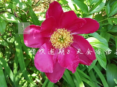 借呗逾期8天会冻结花呗吗 借呗逾期8天会冻结花呗吗