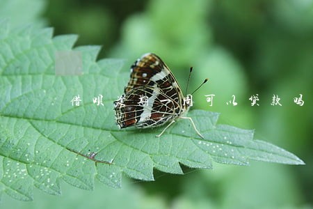 借呗逾期一周可以贷款吗 借呗逾期一周可以贷款吗