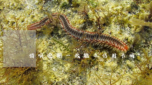 借呗逾期一次能办信用卡吗 借呗逾期一次能办信用卡吗