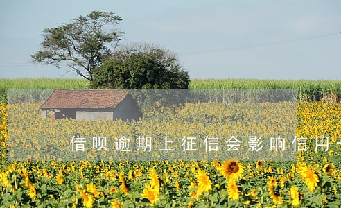 借呗逾期上征信会影响信用卡吗