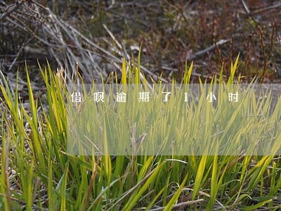 借呗逾期了1小时