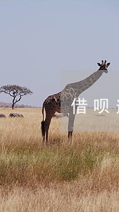 借呗逾期了会影响信用卡额度么 借呗逾期了会影响信用卡额度么