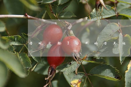 借呗逾期了会影响借其他网贷吗 借呗逾期了会影响借其他网贷吗