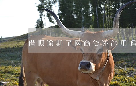 借呗逾期了网商贷还能用吗 借呗逾期了网商贷还能用吗