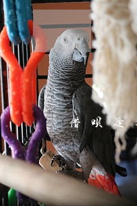 借呗逾期了还可以使用网商贷吗 借呗逾期了还可以使用网商贷吗