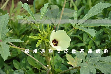 借呗逾期了还能开通信用卡
