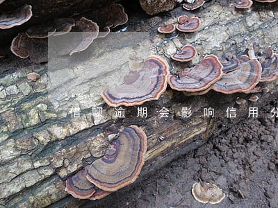 借呗逾期会影响信用分 借呗逾期会影响信用分